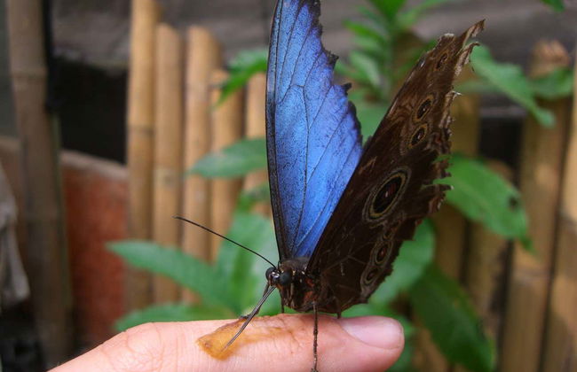 Excursion à la serre aux papillons de Mindo - Photo 4