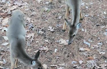 Bear Den on Lake Ouachita 2BR Condo at Mountain Harbor Resort - Foto 23