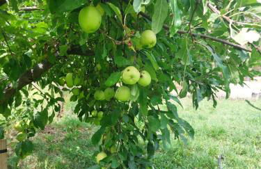 Cortijos Rey Fini - Foto 44