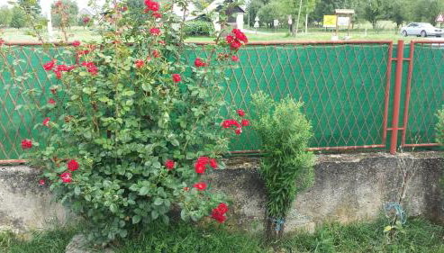 Apartments with a parking space Covici, Velebit - 15864 - Foto 5