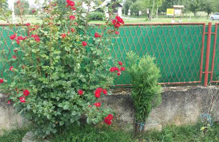 Apartments with a parking space Covici, Velebit - 15864 - Foto 5