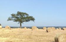 Cozy 3 Bed Cottage near Harrogate & Yorkshire Dales - Foto 48