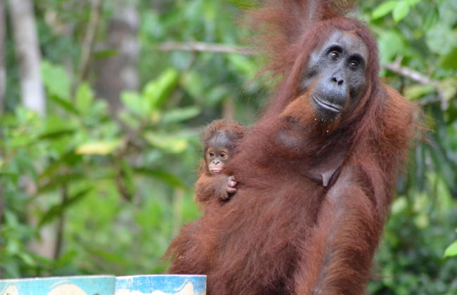 Houseboat Bee Kelotok - Foto 62