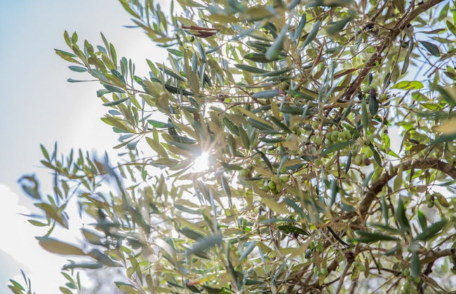 Azienda Agricola Spirdo - Foto 25