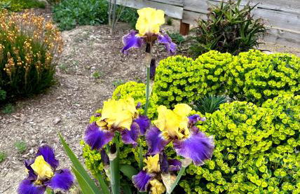 Game Room! Mid Century Danish Home in Downtown Solvang - Foto 13