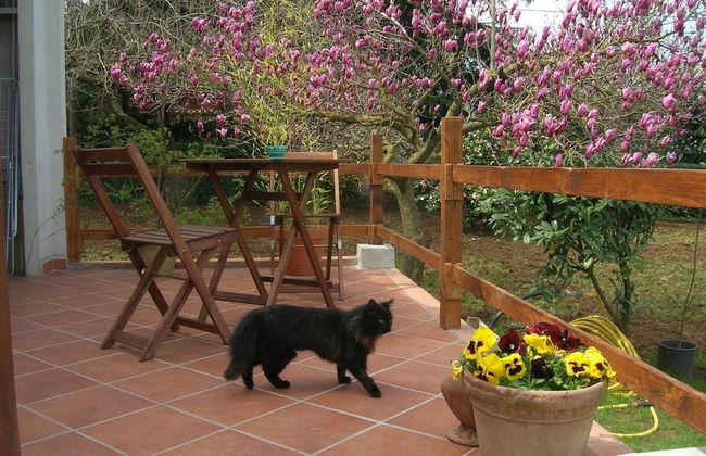 Olive Tree Hill - Foto 9