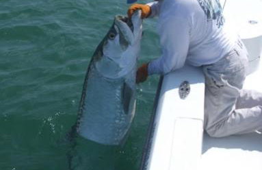 Venice Florida near beach - Foto 5