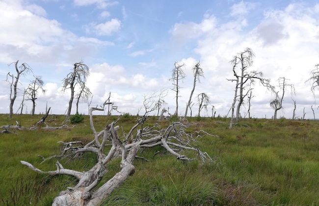 Family Home in Sourbrodt - Foto 37