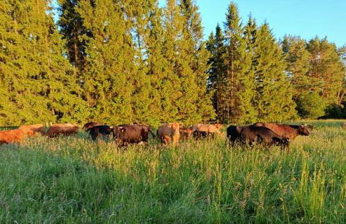 Mazurski Domek Papy Smerfa plaża pomost jezioro prywatny staw gospodarstwo pasieka - Foto 30