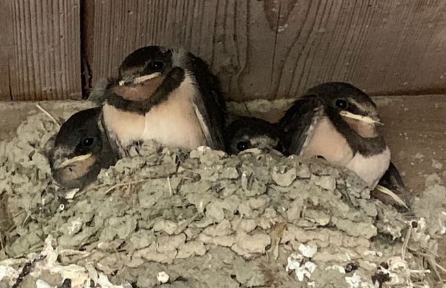 Pencastell Views Pod With Stunning Views - Photo 13