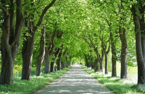 Museumshof Puddemin - Foto 13