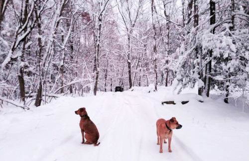 Peaceful Tree House Nestled Away in Hudson Valley, New York - Foto 27
