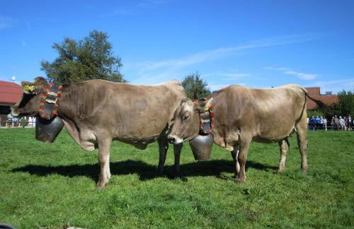 Fewo Wertachliebe - Photo 10