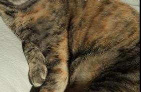 Cannubi San Lorenzo Appartamento - Photo 36