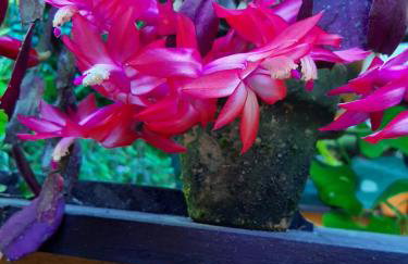 Chalé Pakere Bellavista - visão magnífica do vale e montanhas a mais de mil metros de altitude, wi-fi, sauna, piscina e água de nascente - locação do chalé sem prestação de serviços - Foto 72