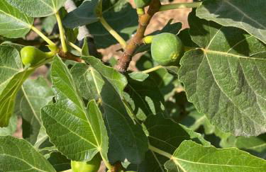 Quinta do Areal - Foto 38