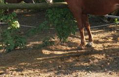 Villa Mainardi Agriturismo - Foto 2