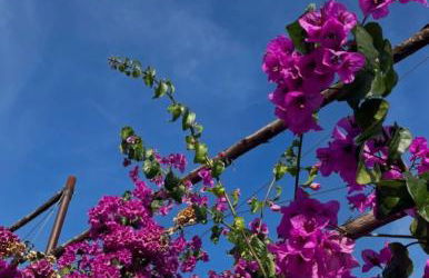 Emma Living - neue stilvolle Ferienwohnungen in Peschiera del Garda - Foto 17