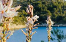 Villa Iva Lastovo - Foto 41