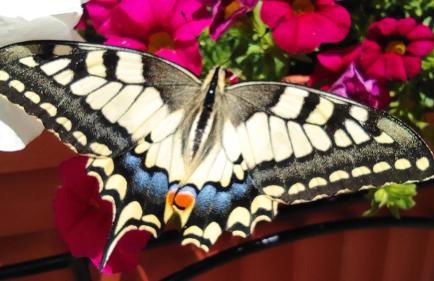 Apartments Giovannini - Foto 33