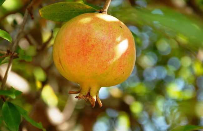 Villa Fleria - Foto 34