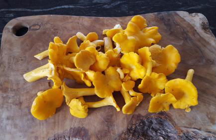 Wester Blackpark Farm - Photo 3