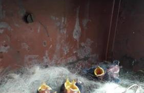 Melody cottage, Samos - Foto 15