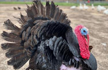 Farma Puchałowo - Foto 28