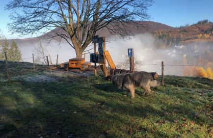 Waldläufer - Foto 17