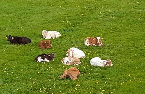 PRZYSTANEK nowEKOprzywno - Żółty Domek Pod Kasztanem - Foto 5