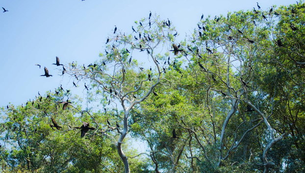 Avistamiento de aves en la Ciénaga Grande de Santa Marta - Foto 2, Bandada de cormoranes