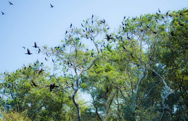 Avistamiento de aves en la Ciénaga Grande de Santa Marta - Foto 2