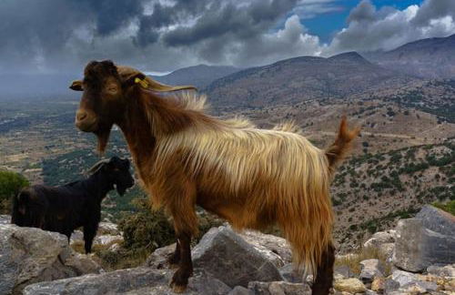 Tranditional Stone House - Foto 31