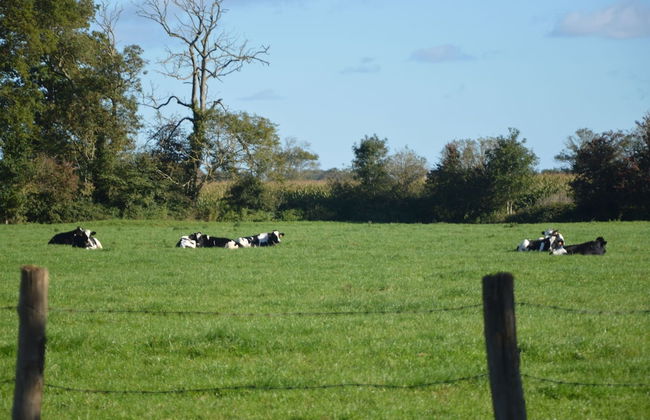 Lovely Holiday Home in Osmanville With Terrace - Foto 29