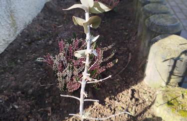 Apartment-Design 1, Altendtadt - Foto 18