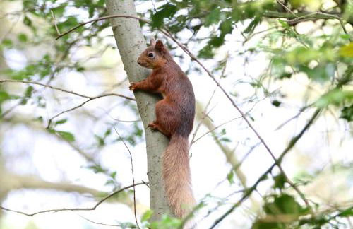 Mullarts Church Apartments - The Glencorp Apartment - Foto 21