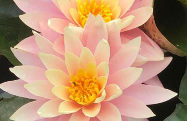 Le tarin des aulnes - Grand gîte Nénuphar - Photo 14