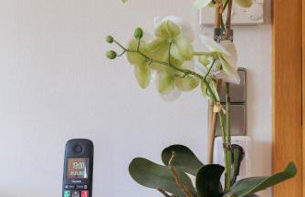 Schindelhäusle: sonniger Garten | Hunde erlaubt - Foto 18