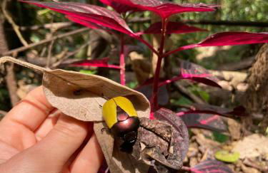 Chalé na Floresta - Refúgio Natural - Photo 29