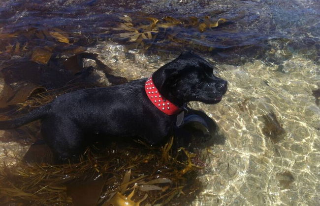 Killy Views Stunning Waterfront Pet Friendly Fireplace Free EV Charger 7 kW - Foto 35