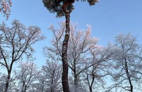 Le Petit Bois d'Amour - Foto 19