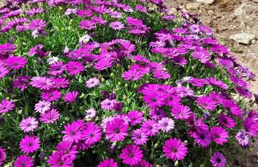 Cosmitsa House - Foto 17