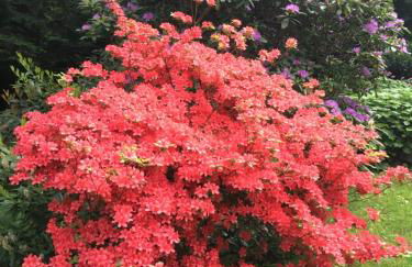 Villa Elfenstein - Foto 10