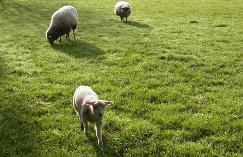 Blockhütte 35 km nördlich von Hamburg - Foto 36