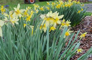 Cozy Cabin, near Mosier and Hood River - Foto 7