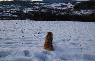 Domek Gruszkowy Wzorek - Foto 7