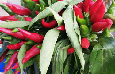 Villa Santa Elena B&B - Country Home Holiday - Foto 14