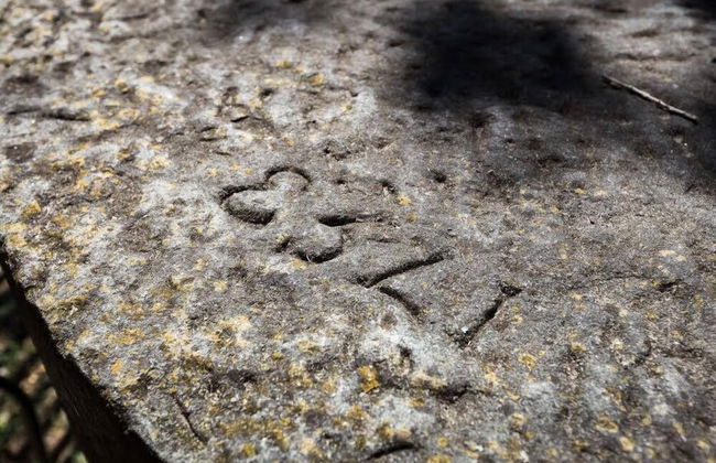 azienda agricola lo zolfino - Foto 60