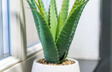 Goethes City Apartment Altstadt - Foto 16