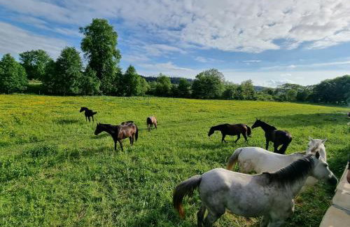 Dziubanowo - Foto 23